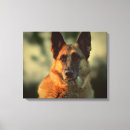 Zoek naar duitse herdershond kunst Politiehond