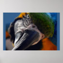Zoek naar macaw birds posters Elk persoon