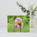 Zoek naar iris briefkaarten Roze