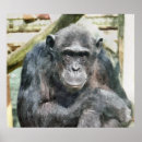Zoek naar grappige chimpansee posters Voor iedereen