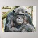 Zoek naar grappige chimpansee posters Voor iedereen