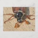 Zoek naar kakkerlak briefkaarten Insecten