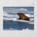 Zoek naar walrus briefkaarten Natuur