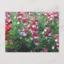 Zoek naar zeldzame briefkaarten Natuur