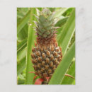 Zoek naar ananas briefkaarten Elk persoon