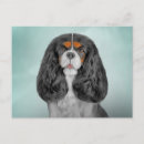 Zoek naar cavalier king charles spaniel briefkaarten Schattig