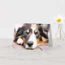 Zoek naar collie hond kaarten Collies