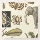 Zoek naar insecten onderzetters Crème