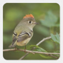 Zoek naar mannetje stickers Vogel