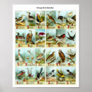 Zoek naar vintage vogels posters Voor iedereen