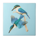 Zoek naar ijsvogel tegels Kleurrijk