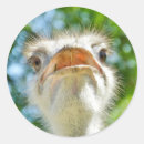 Zoek naar grappige struisvogel stickers Portret