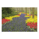 Zoek naar keukenhof tuin posters Bloesem