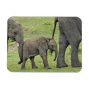 Zoek naar afrikaanse olifanten magneten Baby