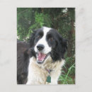Zoek naar witte hond briefkaarten Zwart wit