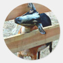 Zoek naar grappige geit stickers Boerderij