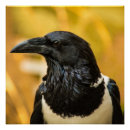 Zoek naar kraaien posters Vogel
