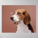 Zoek naar veterinaire posters Hond