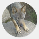 Zoek naar grijze wolf stickers Wild