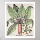 Zoek naar hortus posters Botanisch