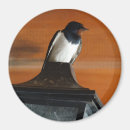 Zoek naar slik magneten Voor iedereen