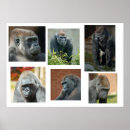 Zoek naar tropen posters Voor iedereen