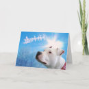 Zoek naar witte hond kaarten Pitbull