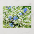 Zoek naar lelietje van dalen briefkaarten Bloemen