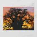 Zoek naar tanzania briefkaarten Zonsondergang