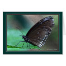 Zoek naar lepidoptera briefkaarten Vleugels