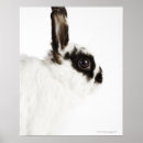 Zoek naar rabbit kunst Animals