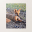 Zoek naar vos puzzels Foto
