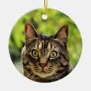 Zoek naar tabby cat ornamenten Dieren