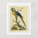 Zoek naar papegaaien briefkaarten Vintage