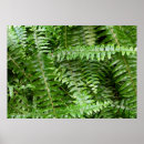 Zoek naar varenblad posters Groen