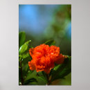 Zoek naar granaatappel posters Bloem