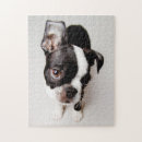 Zoek naar boston terrier puzzels Dier