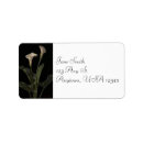 Zoek naar calla Calla lilies