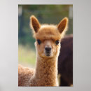 Zoek naar baby alpaca posters Elk persoon
