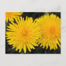 Zoek naar paardenbloem briefkaarten Fotografie