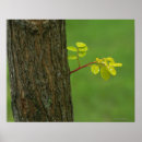 Zoek naar takken posters Boom