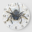 Zoek naar spin klokken Insect