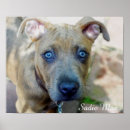 Zoek naar pit posters Hond
