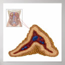 Zoek naar klier posters Geneeskunde