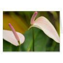 Zoek naar anthuriums briefkaarten Roze