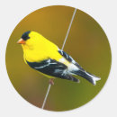 Zoek naar goudvink stickers Geel