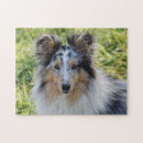 Zoek naar sheltie puzzels Collie