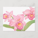Zoek naar orchidee briefkaarten Roze