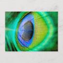 Zoek naar peacock feather briefkaarten Blauw