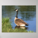 Zoek naar wilde vogel posters Canada gans